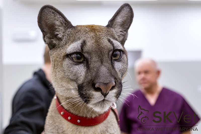 Puma Nubia w klinice weterynaryjnej SKVet